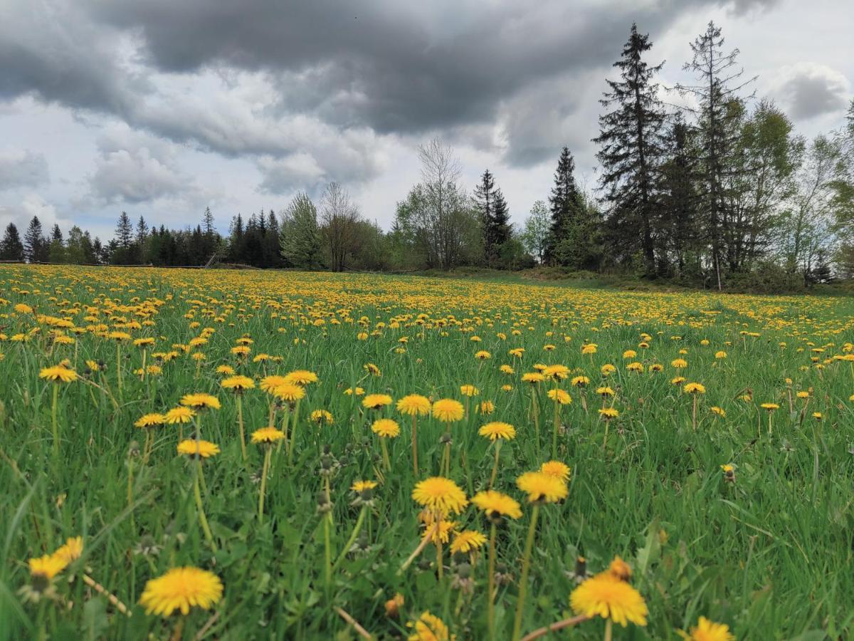 Wrzosowy Dwor - Spa Skomielna Czarna Exteriör bild
